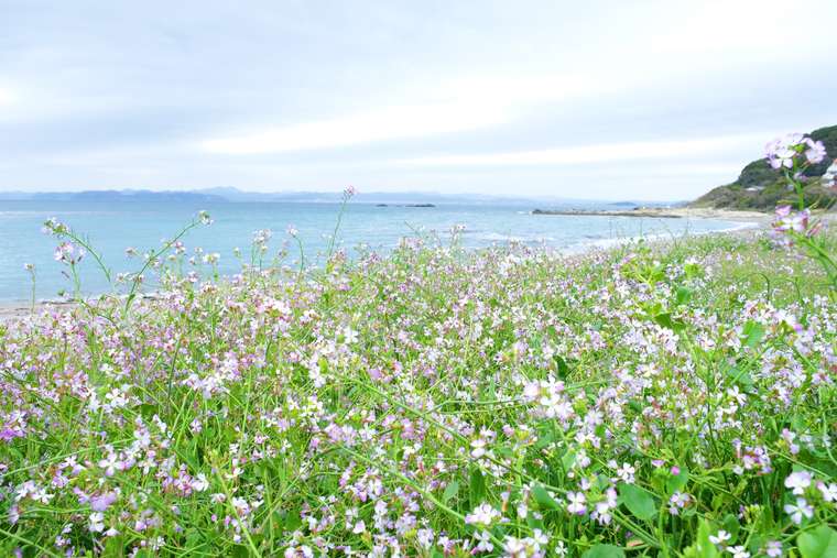 「房総フラワーライン」景色