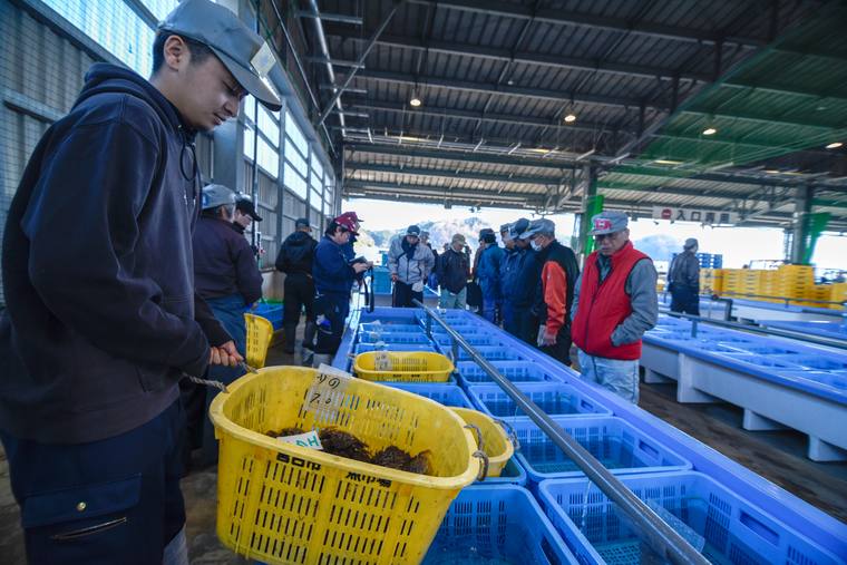 「宮古市魚市場」セリ見学