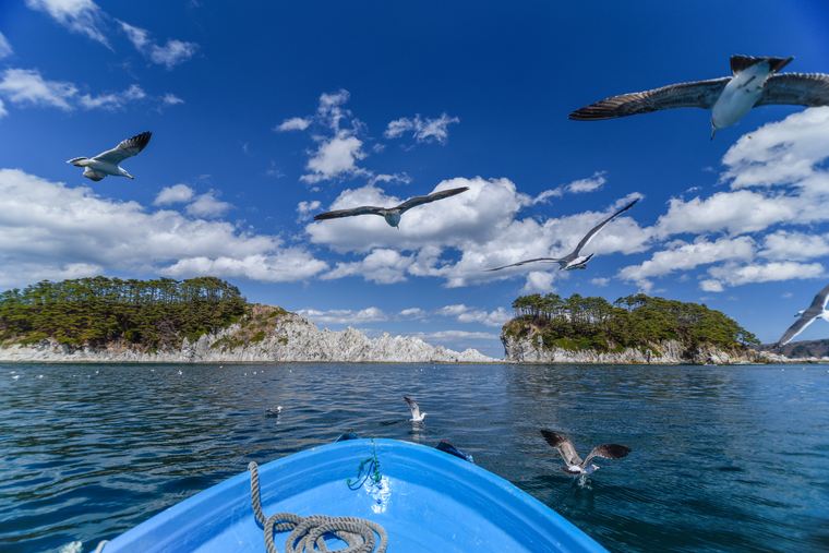 サッパ船とウミネコ