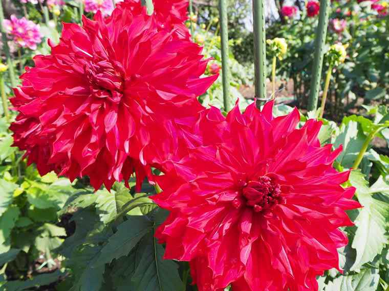 なばなの里 ダリア