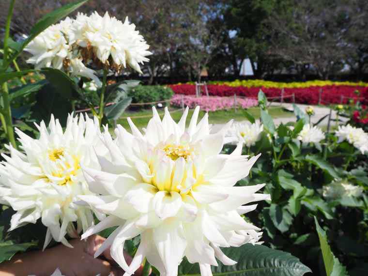 なばなの里 ダリア 令和