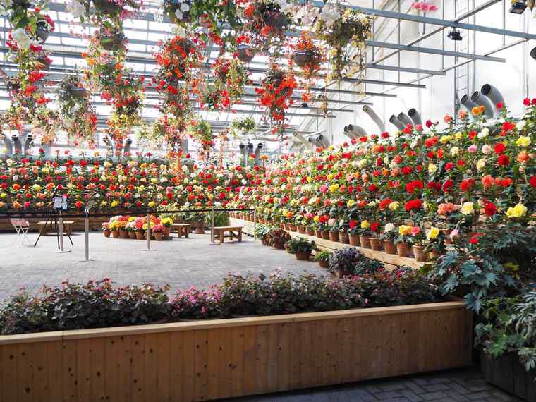 なばなの里 ベコニアガーデン