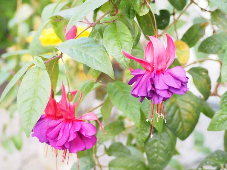 なばなの里　ベコニアガーデン