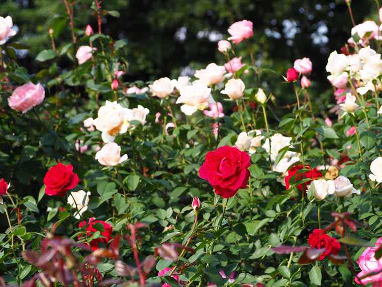 なばなの里　ベコニアガーデン　バラ