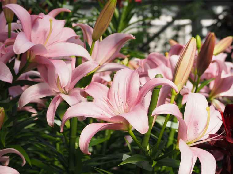 なばなの里　ベコニアガーデン