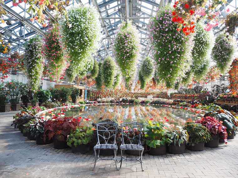 なばなの里 ベコニアガーデン