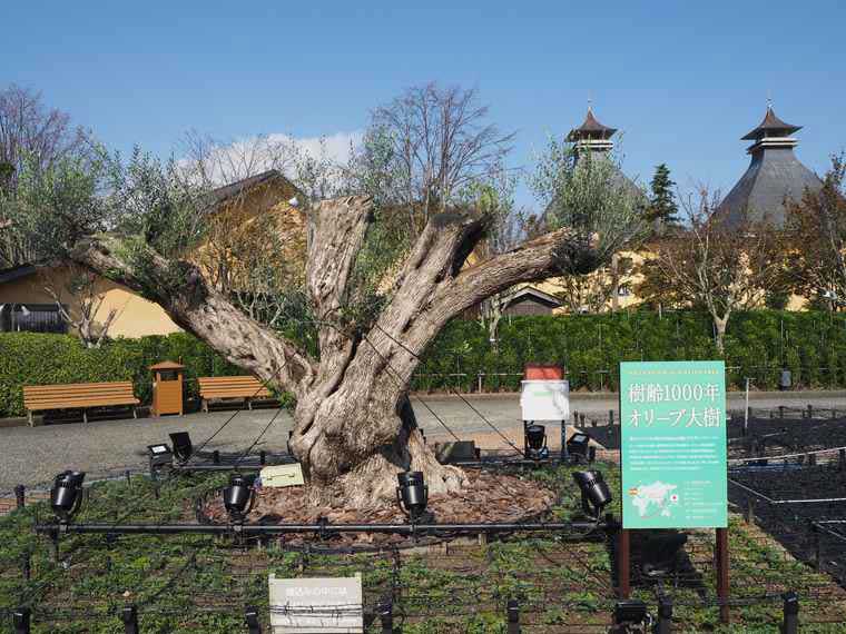 なばなの里 オリーブの樹