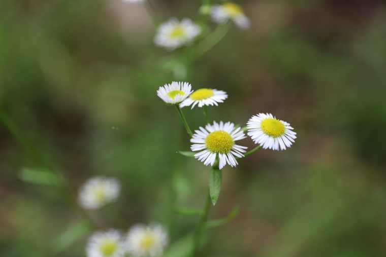 鍋ヶ滝公園の野草