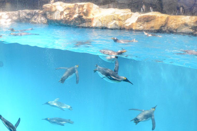 亜南極ぺンギンプール