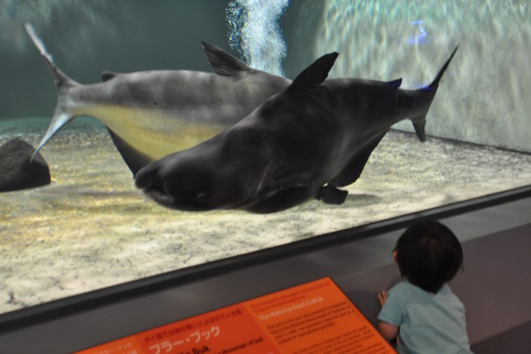 プラーブラック