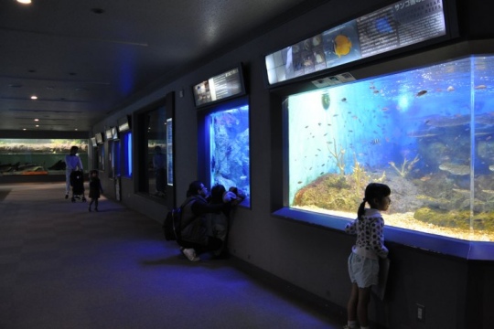熱帯魚などが飼育されている