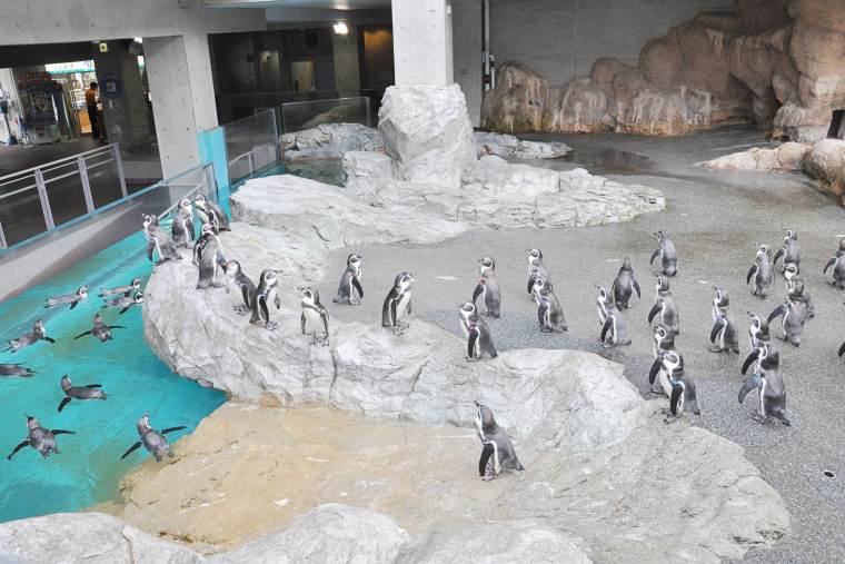 温帯ペンギンゾーン