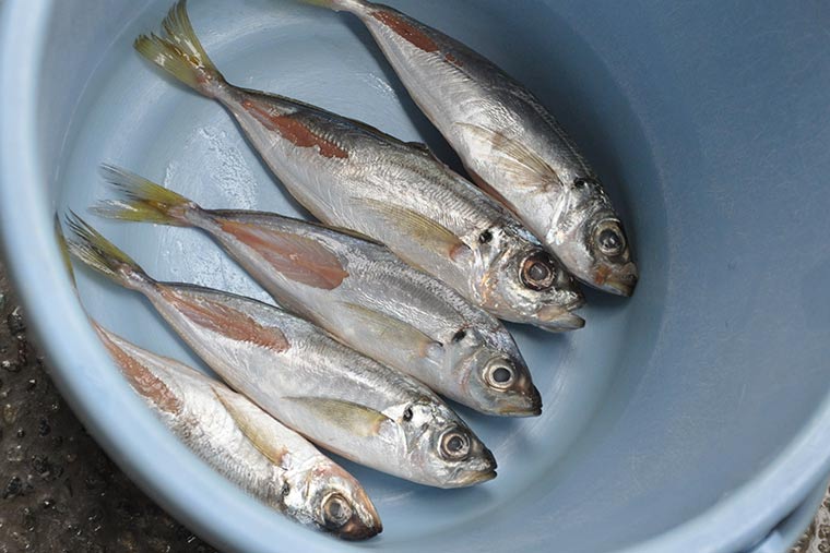 ペンギンたちへのエサやり用のアジ