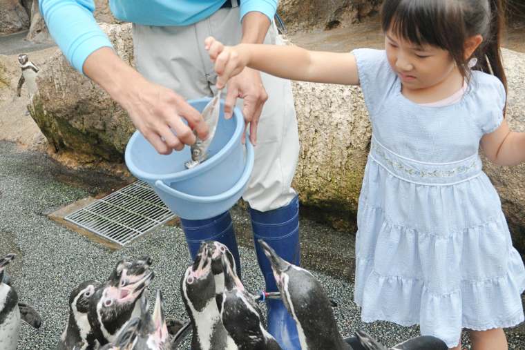 ペンギンのエサやり体験