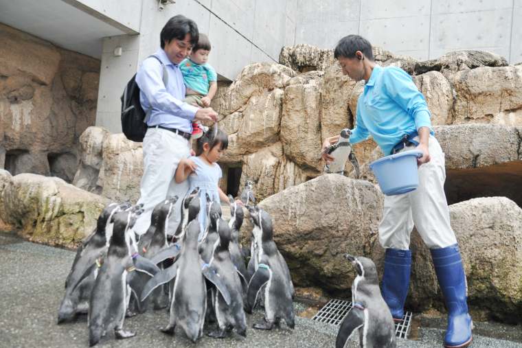 ペンギンたちがエサを求めて寄ってくる