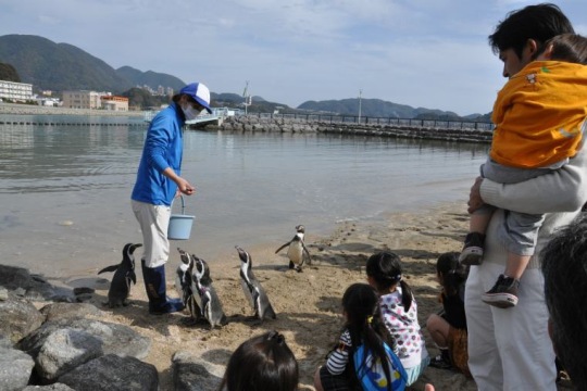 近くでペンギンを観察できる