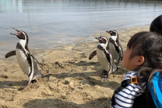 近くでペンギンを観察できる