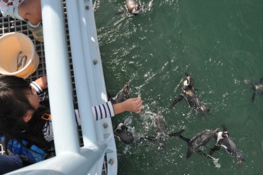 ふれあいペンギンビーチでのエサやり体験