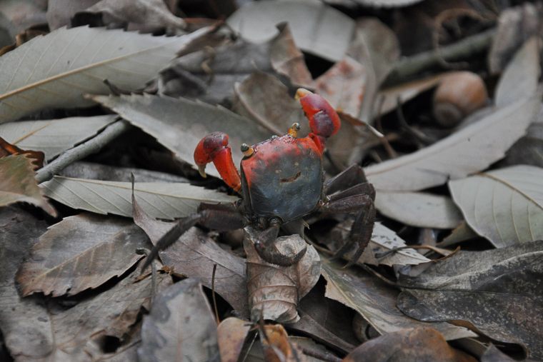 自然体験ゾーン