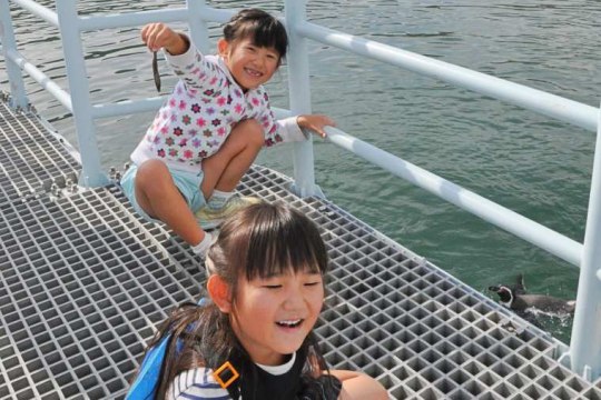 ペンギンへのエサやりを体験