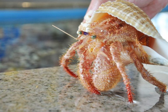 イシダタミヤドカリ