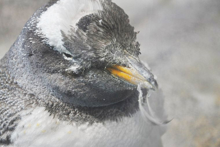 ジェンツーペンギン