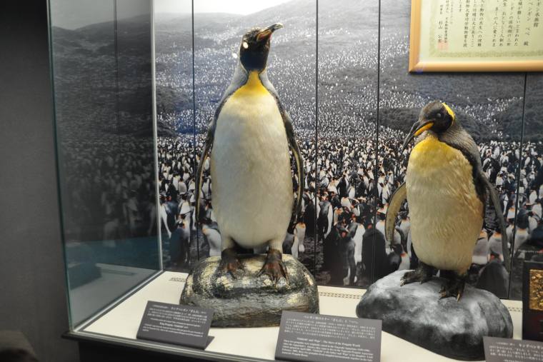 ペンギン「ぎん吉」のはく製