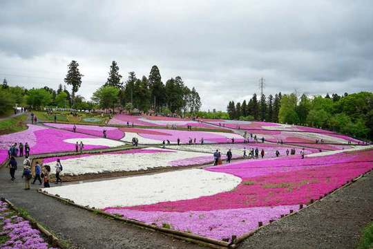 秩父 長瀞 観光 芝桜