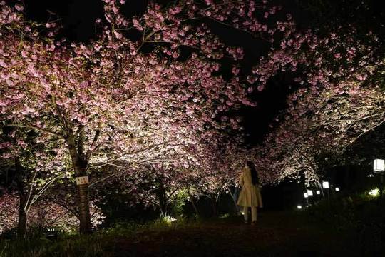 秩父 長瀞 観光 桜