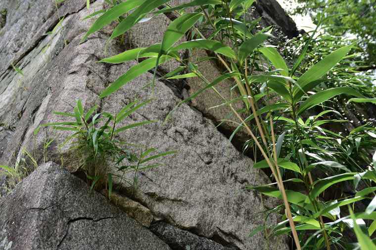 名古屋城 石垣の刻紋