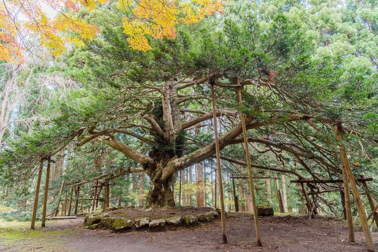 秋田県男鹿半島 「男鹿のなまはげ」