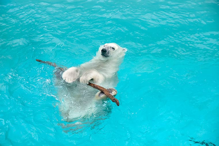 秋田県男鹿半島 「男鹿のなまはげ」男鹿水族館GAO