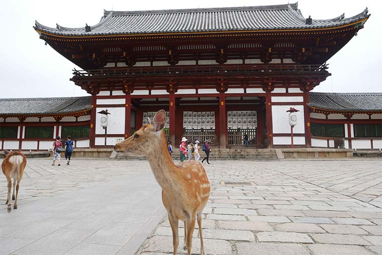 東大寺と鹿