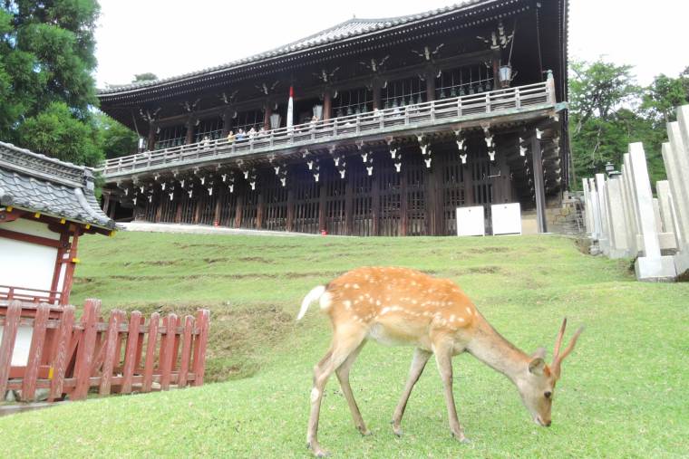 二月堂と鹿