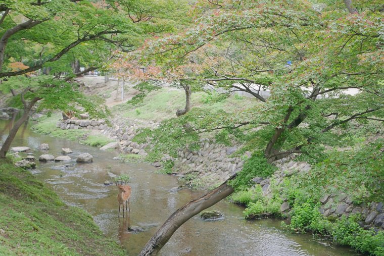 歴史公園とも言われている奈良公園