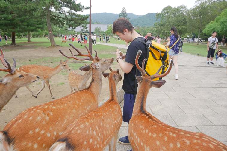 鹿せんべいに夢中な愛らしい鹿たち