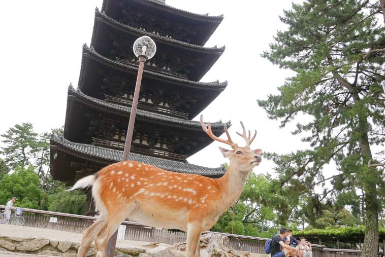 興福寺五重塔と鹿