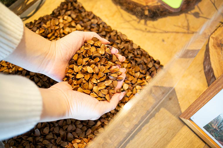 ポポラ ブナの実