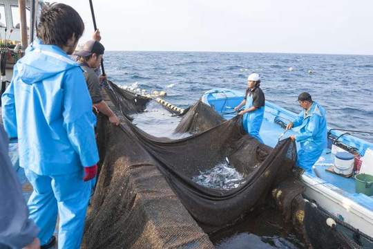 都屋漁港の大型定置網漁体験