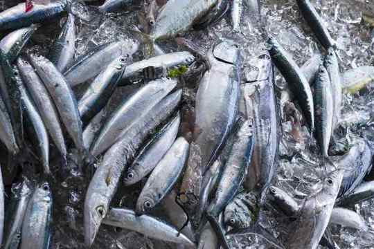 都屋漁港の大型定置網漁体験