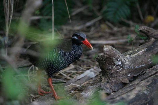 やんばる学びの森