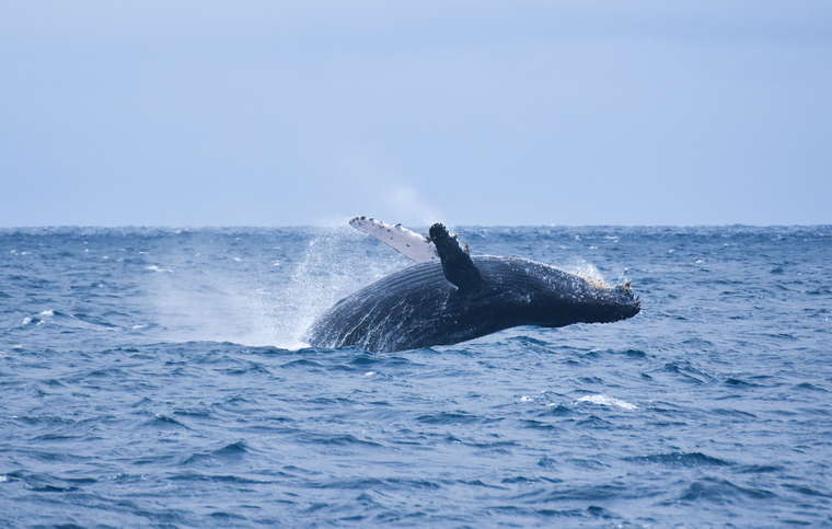 沖縄避粉旅行のすすめ　ホエールウォッチング