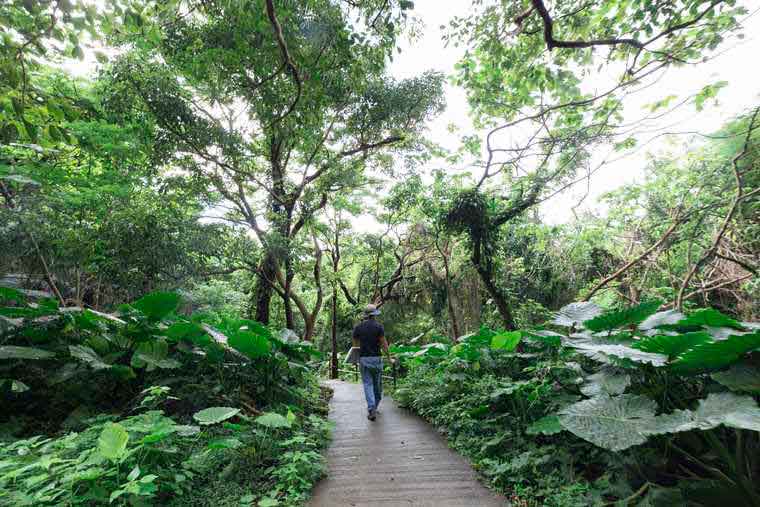 沖縄パワースポット ガンガラーの谷