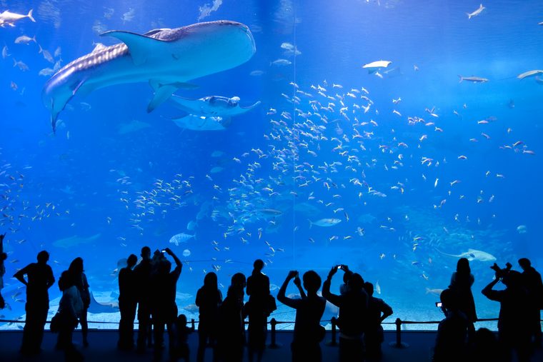 沖縄美ら海水族館