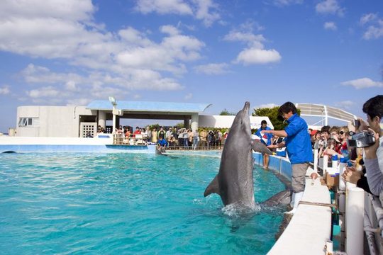 間近にイルカを観察できるイルカラグーン