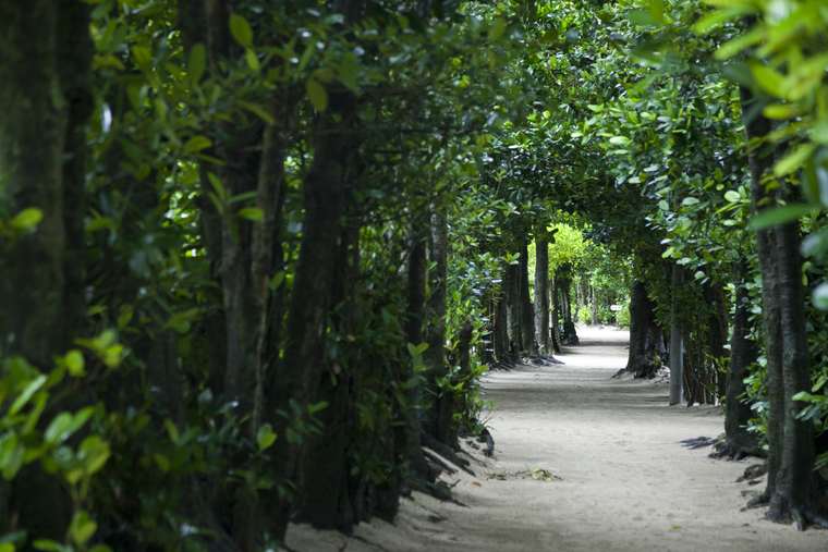 備瀬のフクギ並木