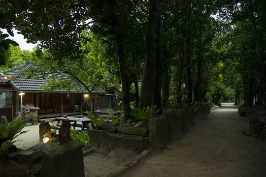 備瀬のフクギ並木