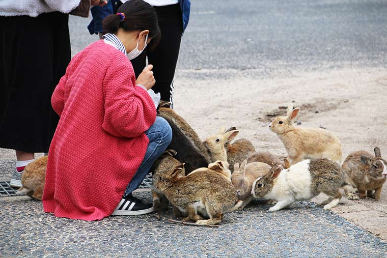 うさぎたちが駆け寄ってくる