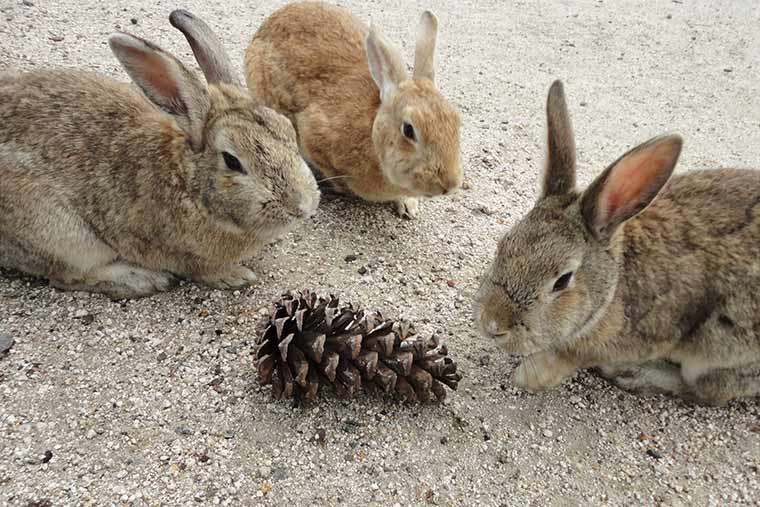 大久野島のうさぎ