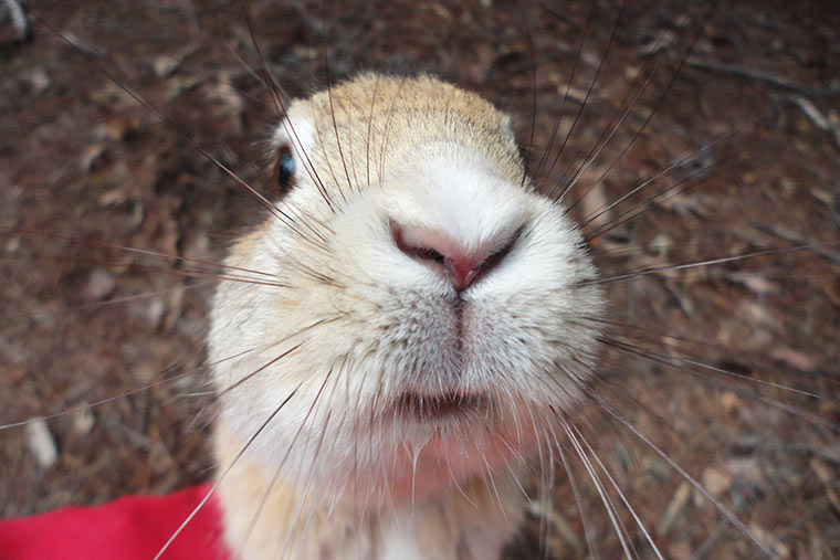 大久野島のうさぎ